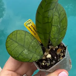 181 Hoya finlaysonii x Hoya deykeae