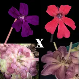 SEEDS P. "Almost Black Flower" x '''Winespill'''