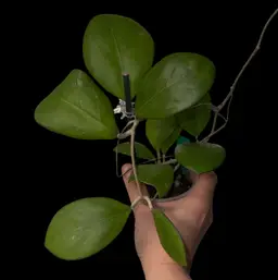 H. ‘Nathalie’ (erythrostemma x ‘Joy’) MB Hybrid