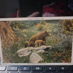 Vintage National Park Post Card