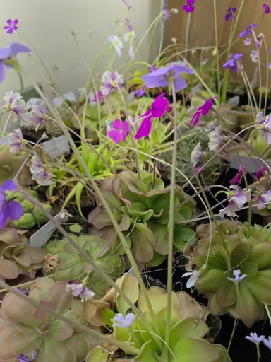 Repotting Pinguicula