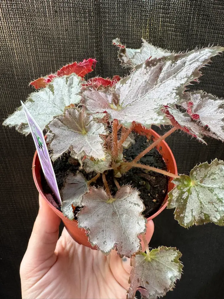 1216 | 4” Begonia Silver Mist