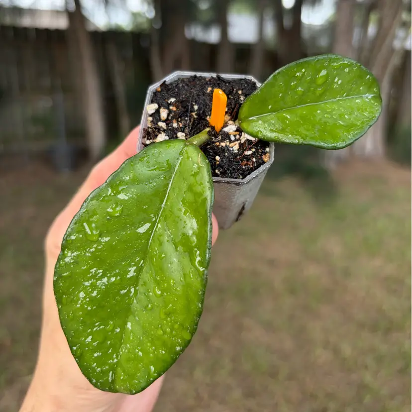 Hoya Carnosa βFrecklesβ