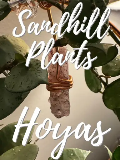 Cinco De Mayo Prop Sesh