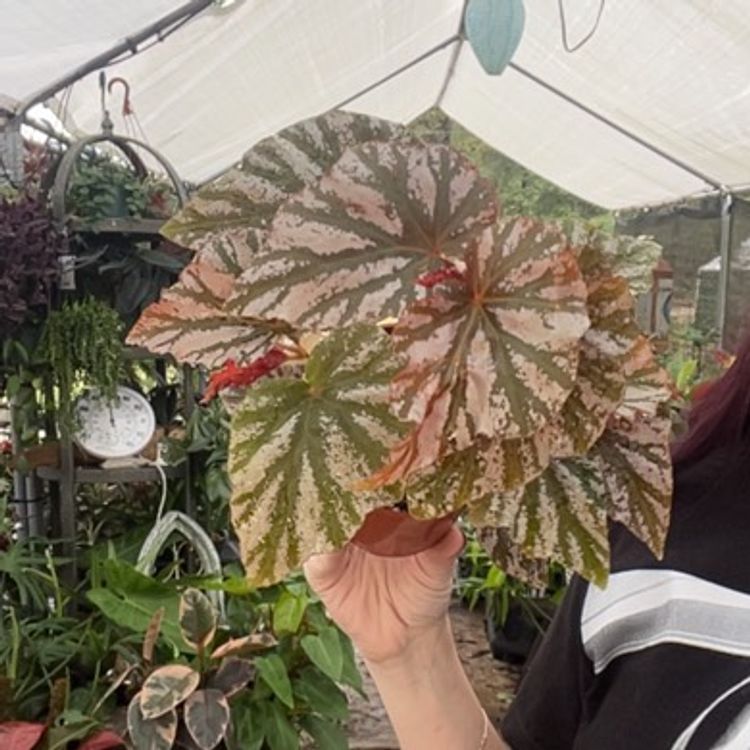 Begonia