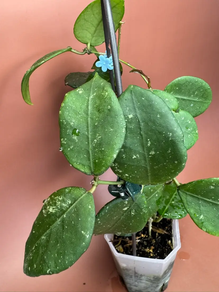Hoya Ovolifolia trellised
