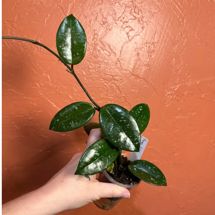 3041 Hoya SMS ‘Millie’