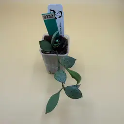 0232 Lacunosa solongok From Indonesia