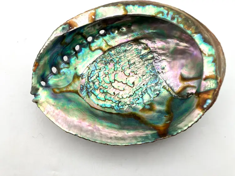BIN - Beautiful Iridescent Green Abalone Shell 7”