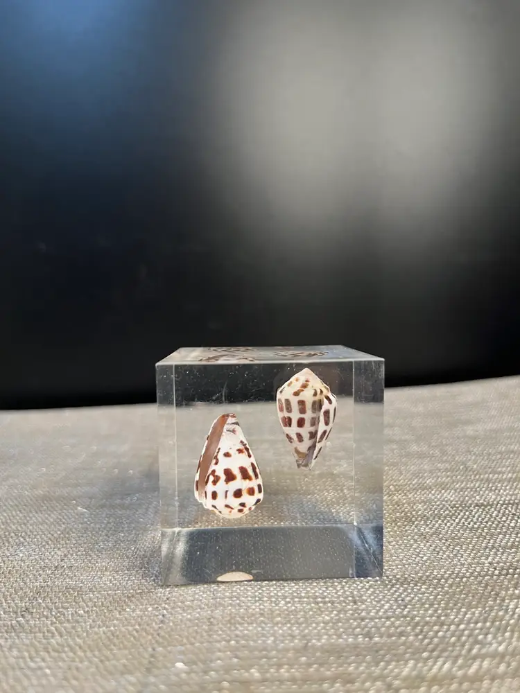 Lucite Cube w/ 2 Sea Shells Paperweight