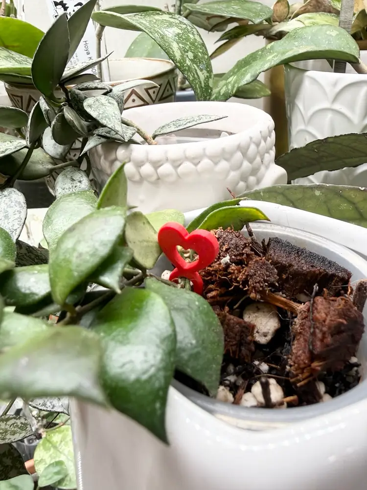 Heart Prop Pins (24-Pack)