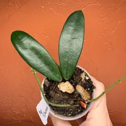 309 Hoya sichuanensis