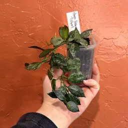 246 Hoya lacunosa (splash/silver)