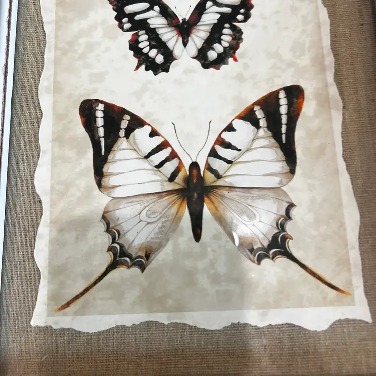 005 Creative  Co Op Butterfly Framed Wall Hanging