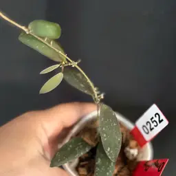 Hoya dragon fly in swp