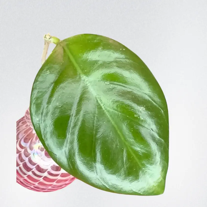 H. Nervosa (cutting)
OG. But cutie 🥰