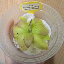 SC-33 Pinguicula mirandae x (laueana x rectifolia)