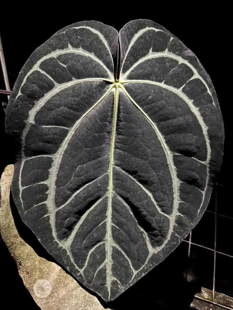 Scott Cohen Plants Purge LIVE