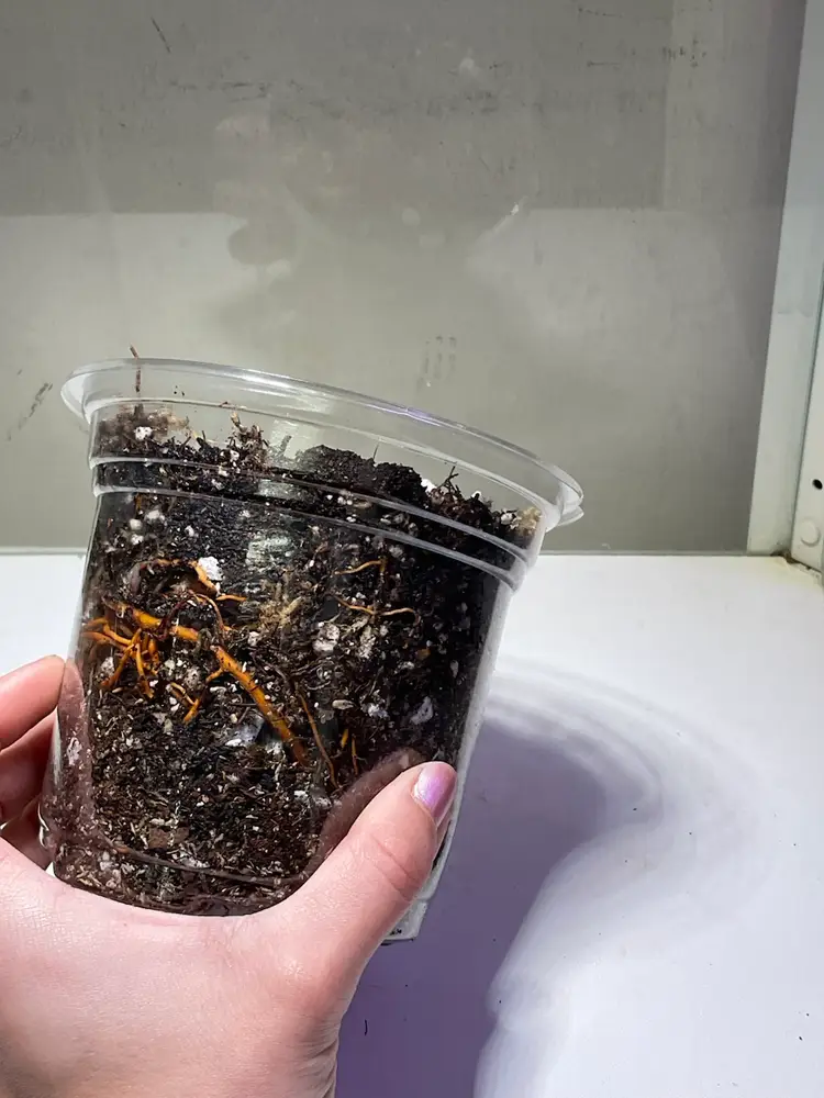 BUTT CUT - White Princess Aurea Tricolor