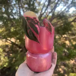 4.75” Cran & Gold Double Bubble Concrete Planter