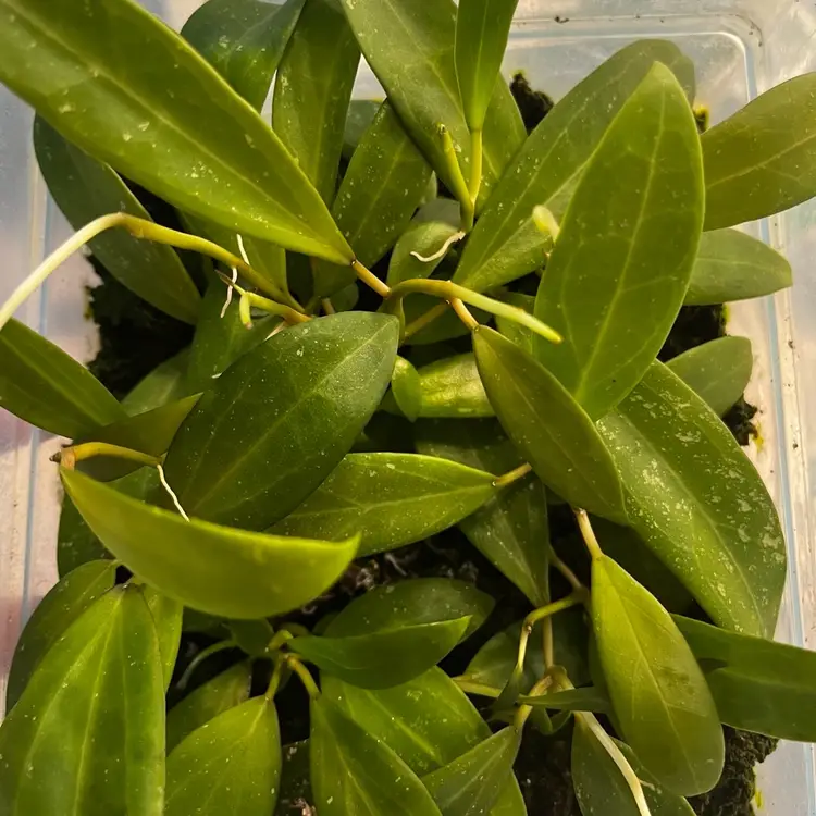 GC Verticillata x Unk seedling!