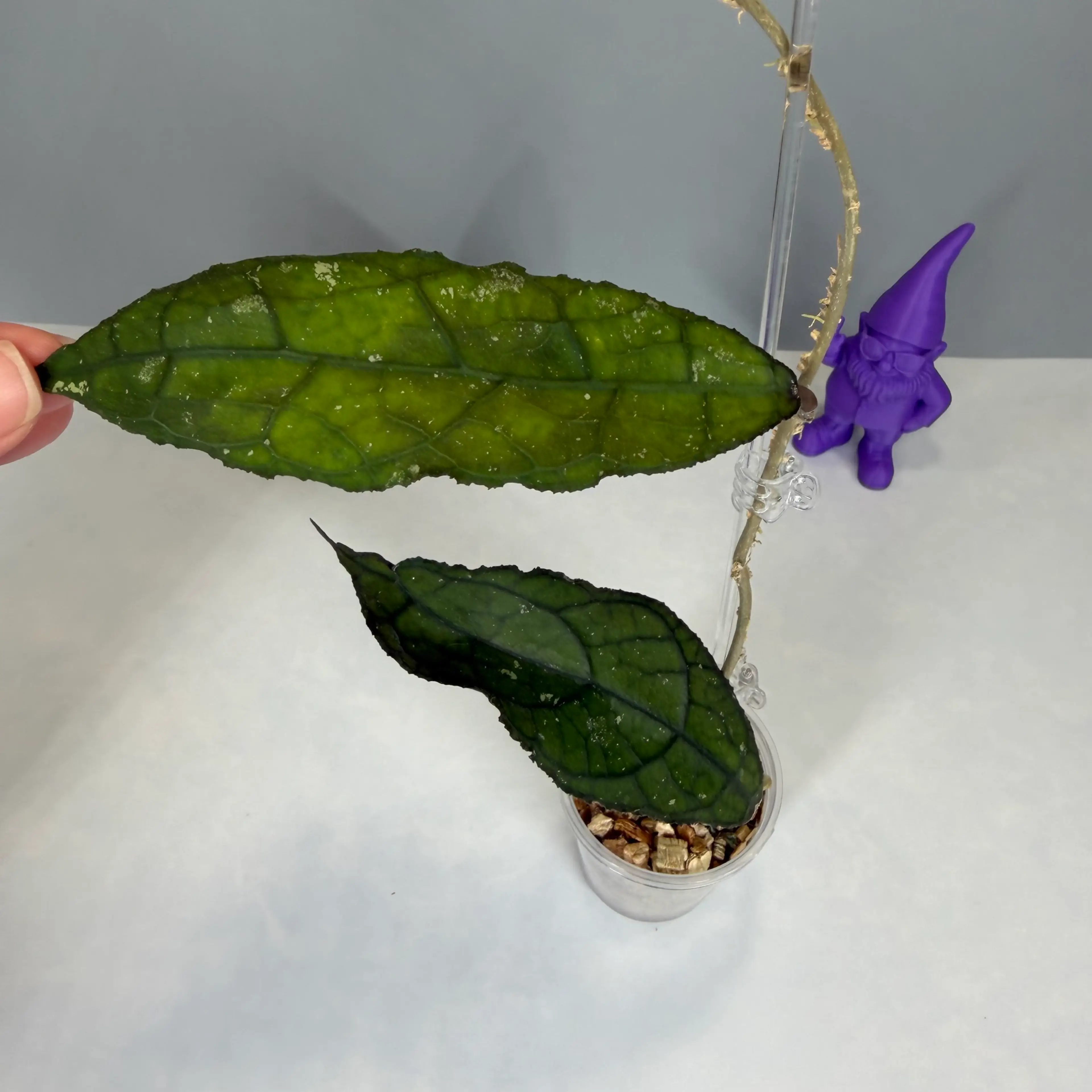 Image 2 of 3