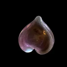 Youghiogheny Signed Heart Paperweight 2 7/8 X 3 Inches