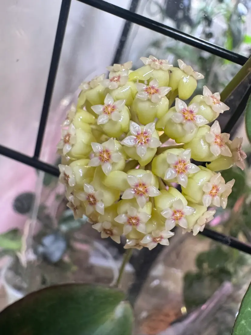 Livestream thumbnail