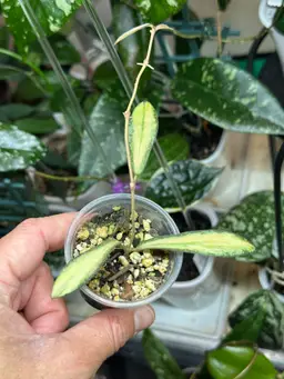 Hoya sigillatis inner variegated