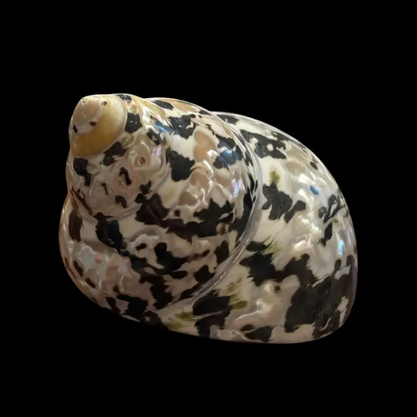 Magpie Shell