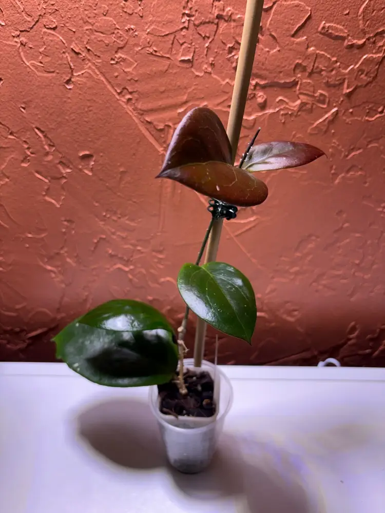 Hoya ‘Shepley’
SRBF 22-03