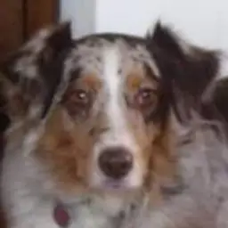 redmerle52