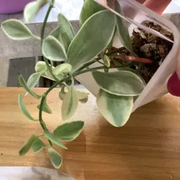 Dischidia oriantha var