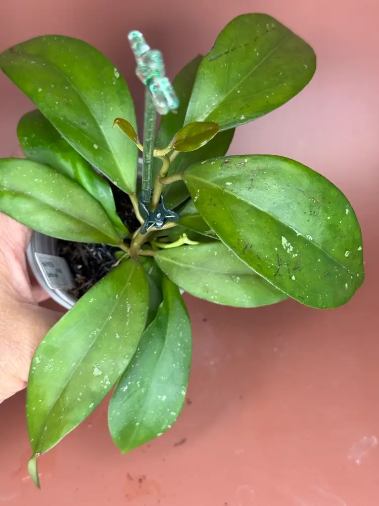 #3679 Jennifer OP
RHM25156-JLC3