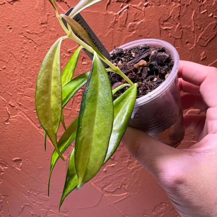 Hoya yingjiangensis (inner variegated)