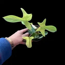 Philodendron Florida Ghost