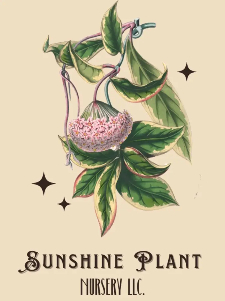 📦 Import Unboxing & Introduction (my 1st Live Here!) 🥰