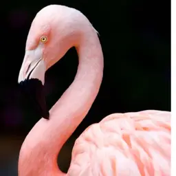 #34 - The Finer Blings In Life