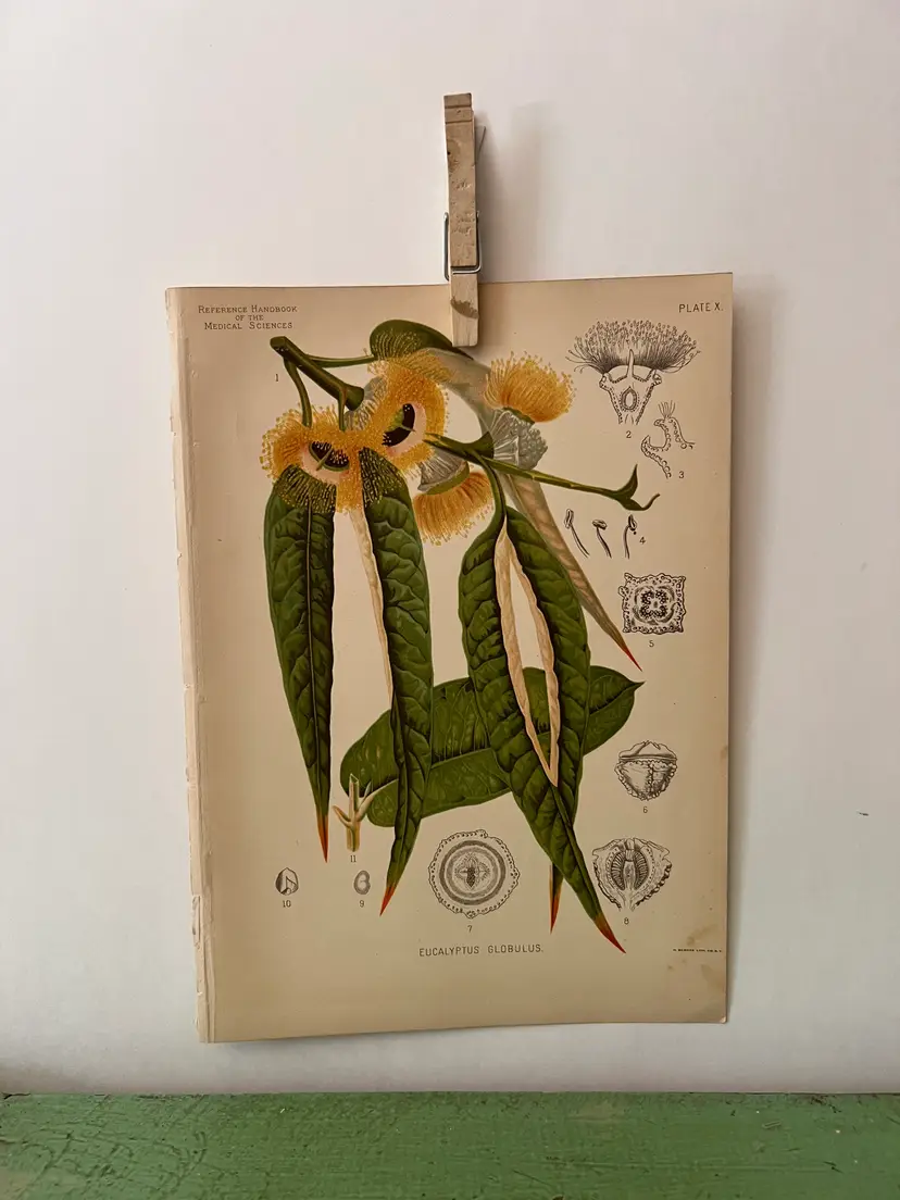 1886 Eucalyptus Botanical Lithograph. Medicinal Flower/ Plant. 11x7.5" Apothecary Ephemera to Frame!