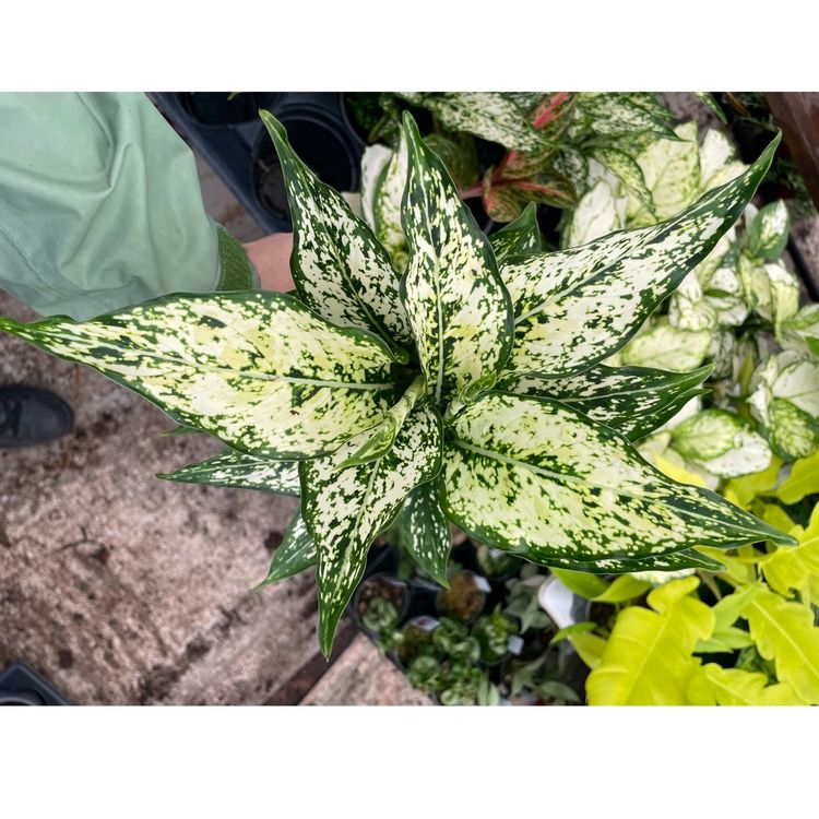 4 The Love Of Gawd Buy It. Sale Aglaonema