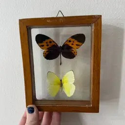 5.5x4.5in Vintage Preserved Butterfly Wall Art