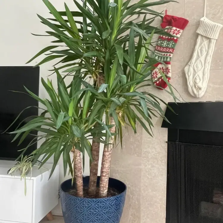 Dracaena Yucca Cane