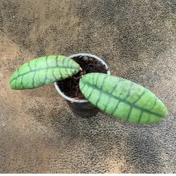 B18 calistophylla long narrow leaf