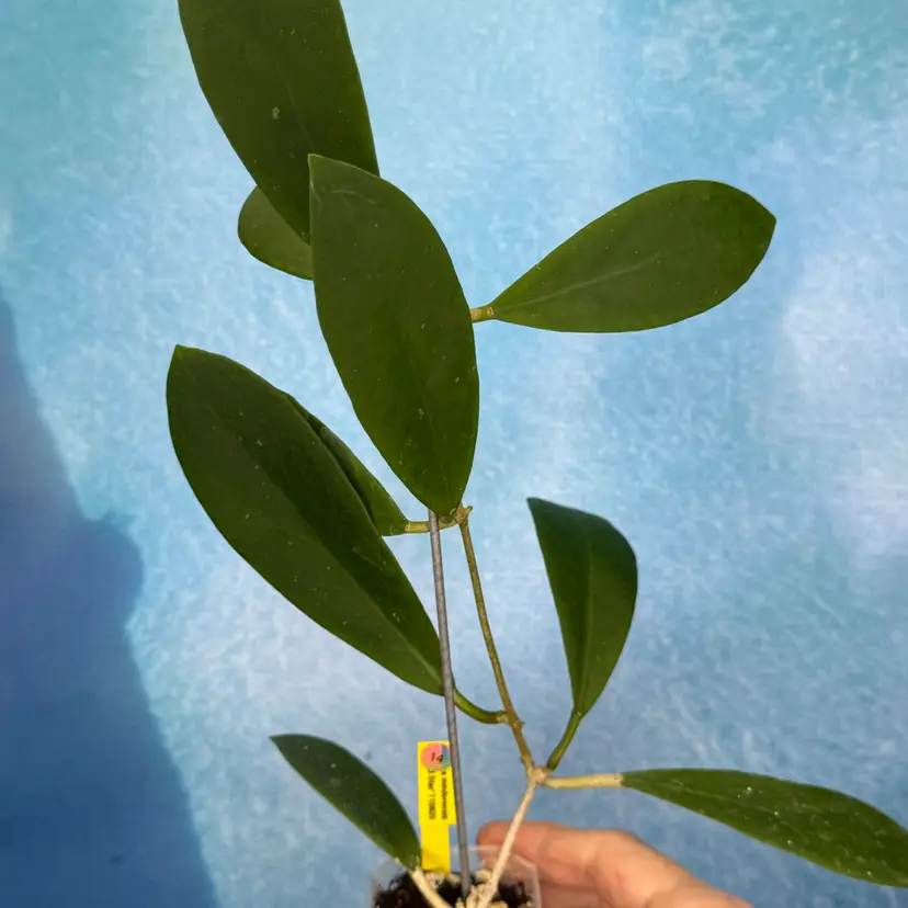 14 Hoya mindorensis ‘Red Star’