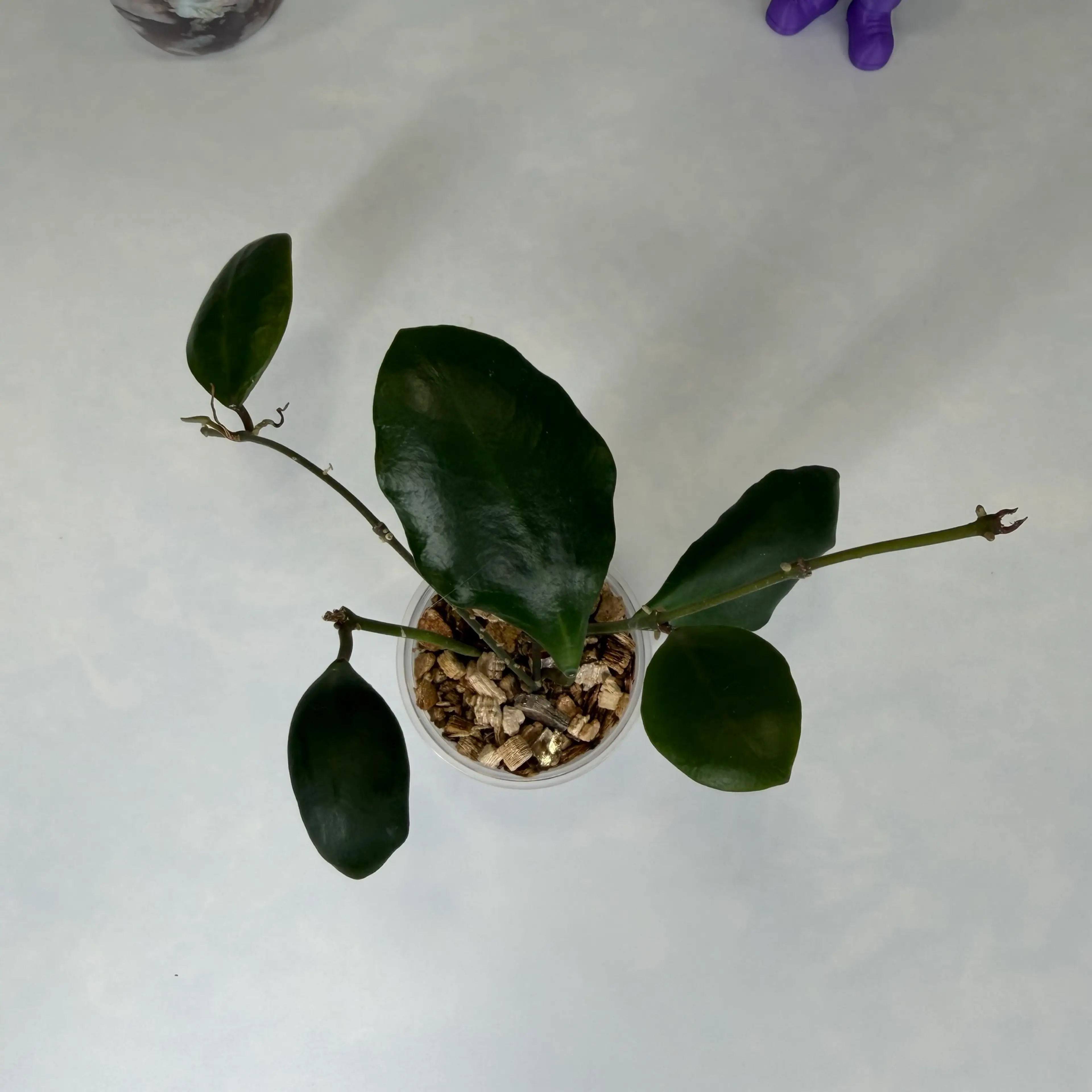 Image 2 of 2