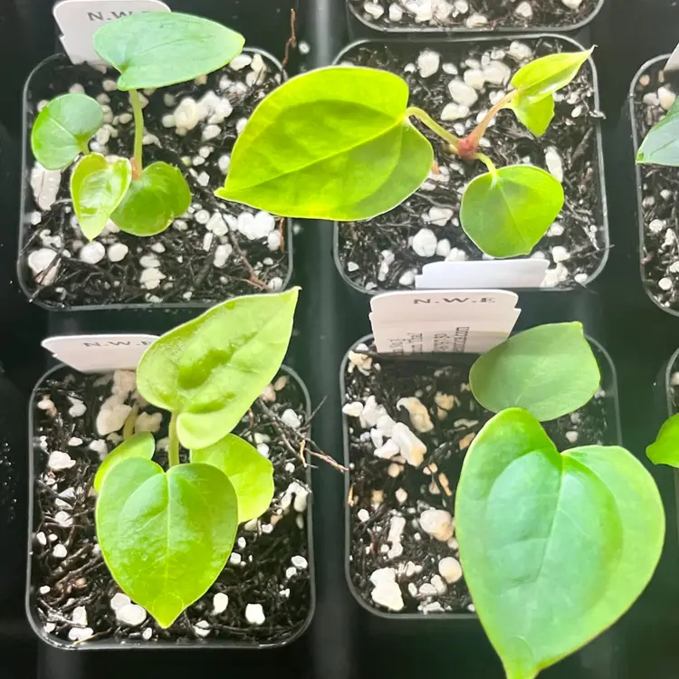 123D - GC - CHASE ‘Sri Lanka No. 3’ X ‘Thai Pap 1’