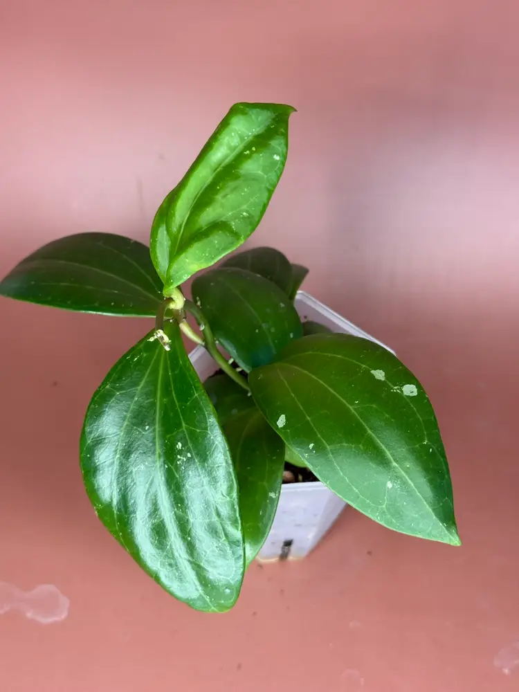 #3674 Hoya RHM2503-JLC10
Nap017 x unk