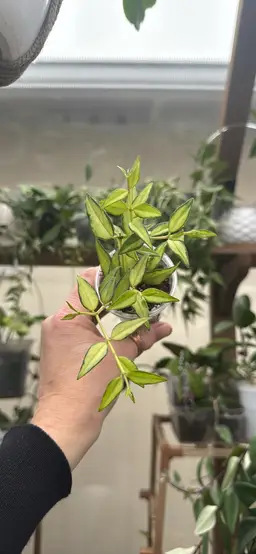 Hoya Bella 'Luis Bois' Inner Variegated rooted plant