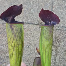 Sarracenia "Purple Throat Giant"