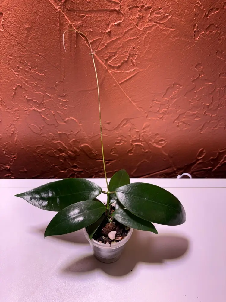 Hoya ischnopus (Sulawesi)